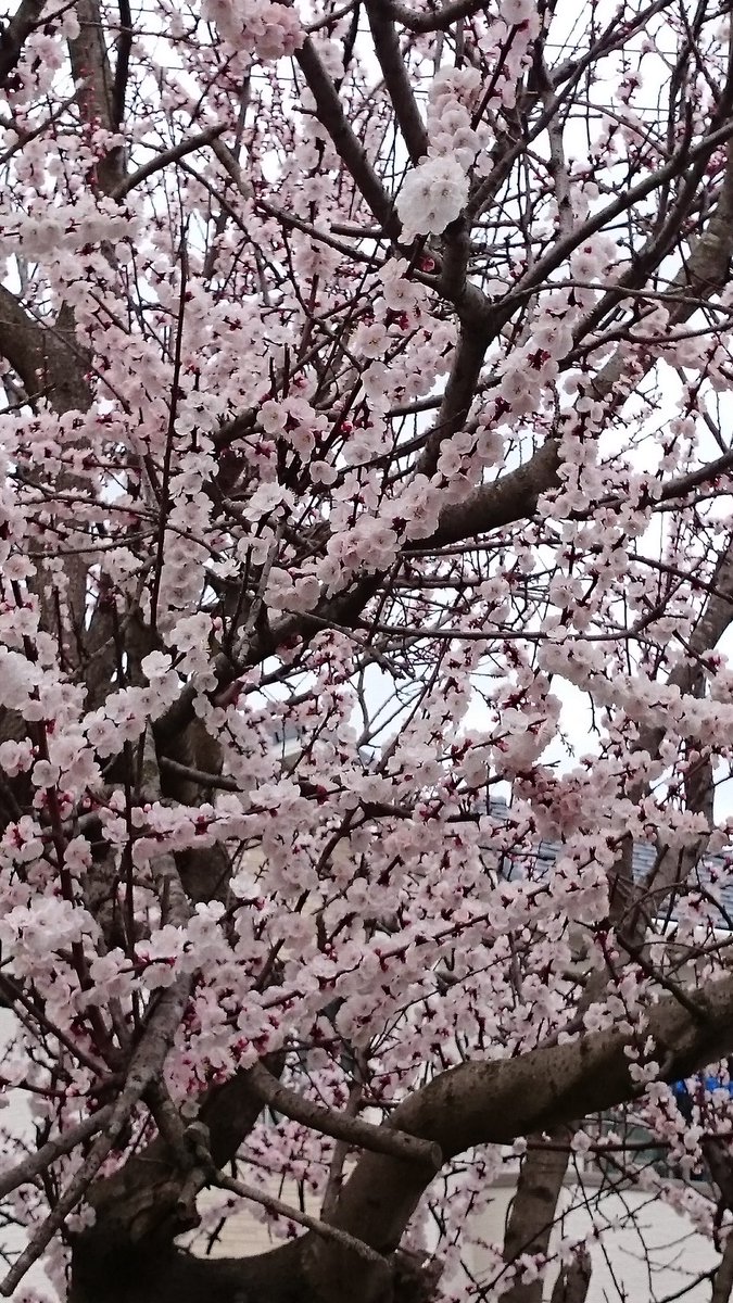 道に咲いた花にさりげなく笑いかける君が大好きで