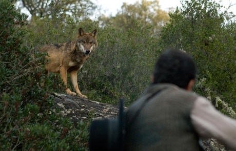 PartidoPACMA's tweet photo. Ansias de sangre sin límite: Junta de CyL cede ante cazadores y subasta un lobo por 3900€ https://t.co/DJgKmAhNMe https://t.co/AKJFsn9XjZ