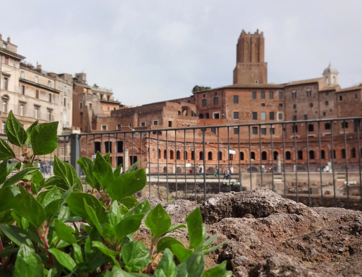 mauriziosgh's tweet photo. @museiincomune @TrastevereRM @RioneTestaccio @GarbatellaRM @romaapiedi https://t.co/LeoPtQCM60