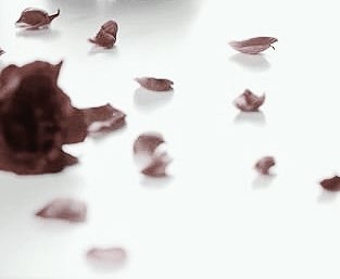 _A_D_F_R_'s tweet photo. ✡

天使の様な 微笑みで 誘惑し
悪魔の様な 狂気の愛を 秘めた …

【 完左│重愛│依存│嫉妬 】

俺は 御前を殺す 堕天使

#RTしたnrさんbotさんフォローする 

｢ ほら、此方 来いよ ｣

✡ https://t.co/vj4DAxr9Z7