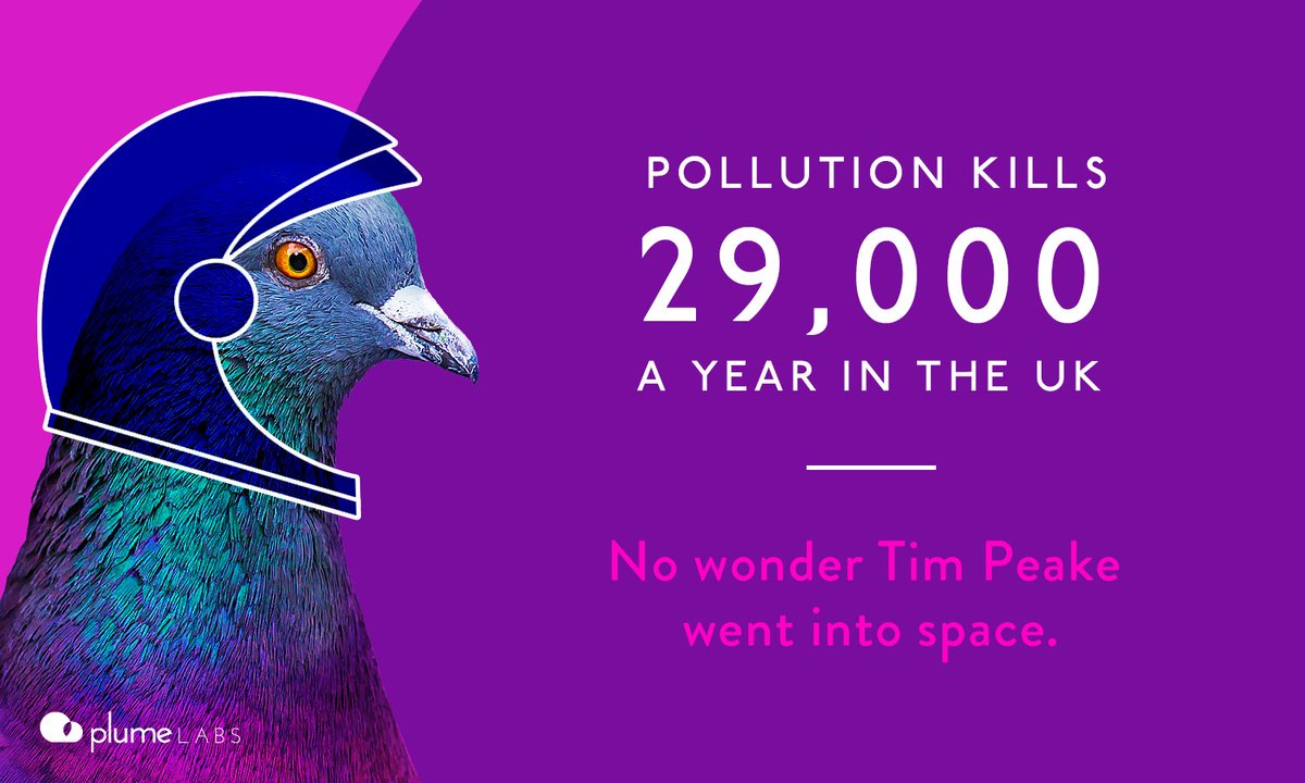 Pigeon Air Patrol tweet media