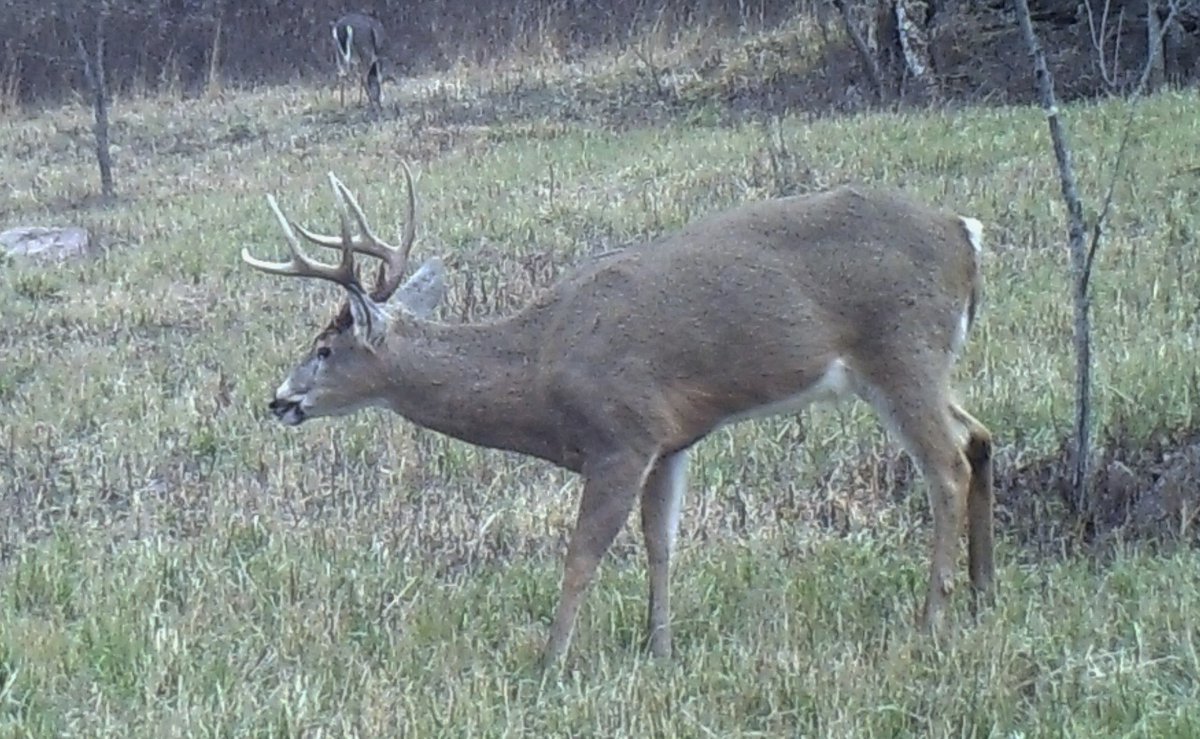 trlblzr969's tweet image. Have a Buck of a day. #TeamPA #TeamPredator