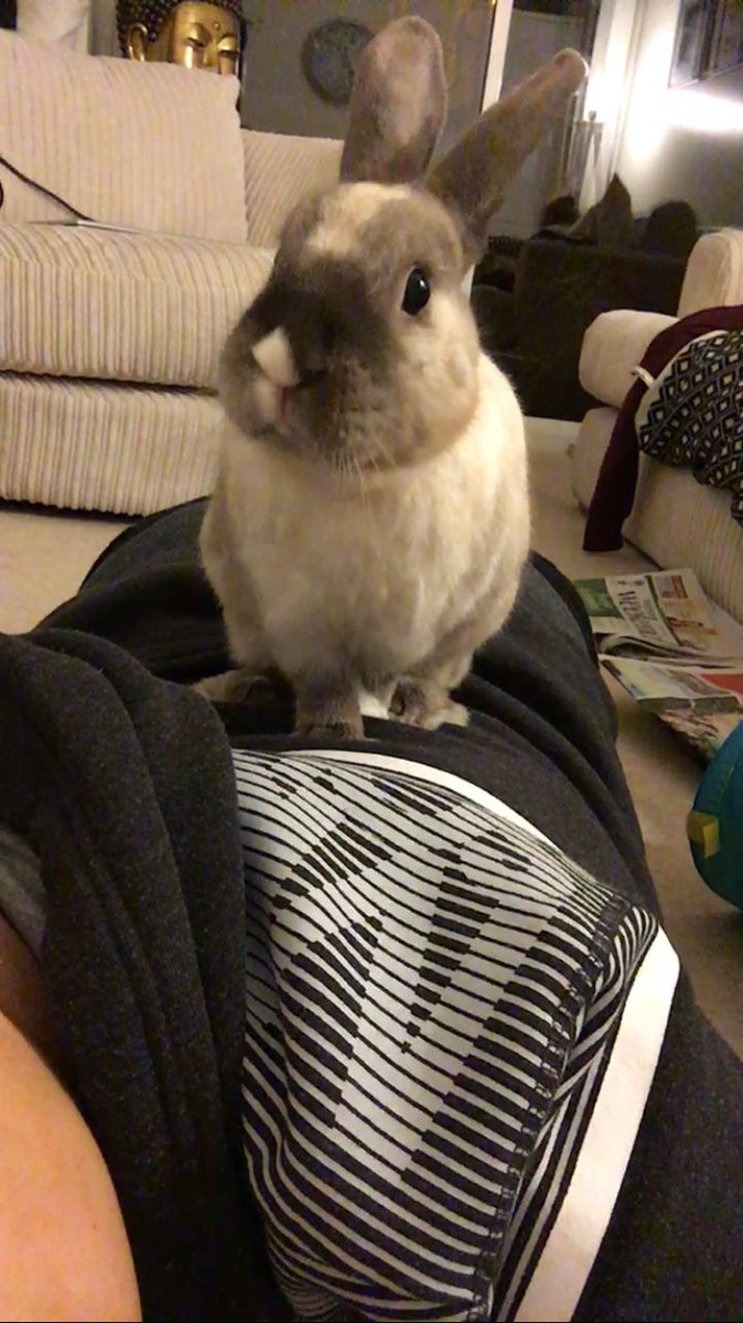 Bunnyside_up's tweet photo. Fwiend's aren't just buns, dey're some1 who finds yoo, brings yoo home& let's yoo hop over him/her #HumanFriendship https://t.co/TzcoBwE7Nm