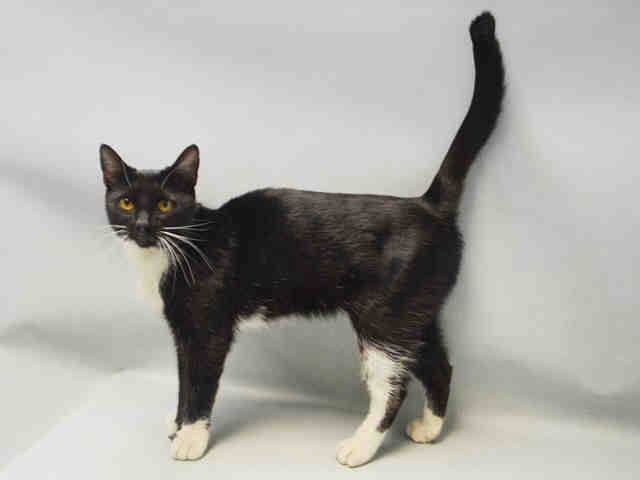 innovation pet kitty connection lattice ball launcher cat toy