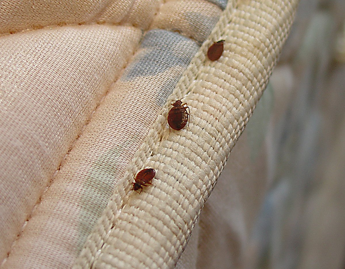 tasktheteam's tweet photo. Do cats spread #bedbugs ? https://t.co/hVnC2C8rJ3 https://t.co/YQNR3ZKTir