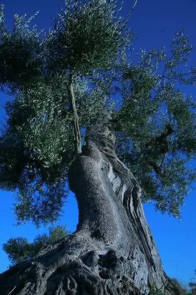 Un ulivo si ergeva
rigoglioso, forte come una colonna 
Intorno ad esso feci il talamo
#conUlisse 
#VentagliDiParole