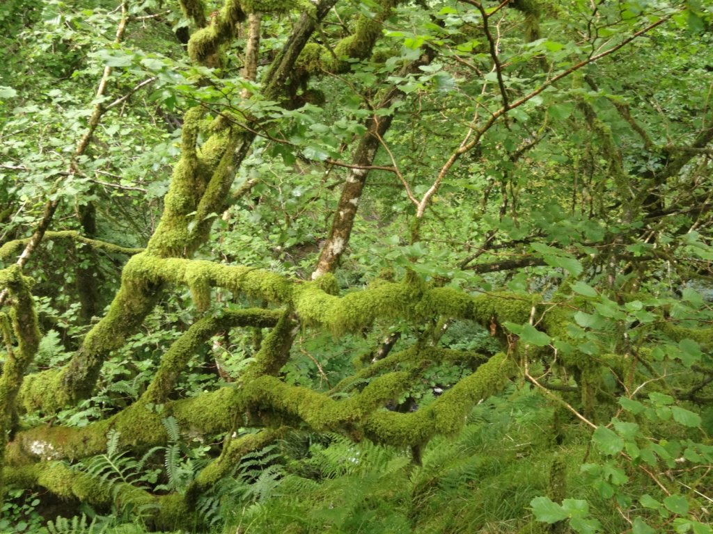 It's #IntlForestDay- discover the importance of our local #celticrainforest tinyurl.com/osdfheq <a href="/UN/">United Nations</a> <a href="/Love_plants/">Plantlife</a>