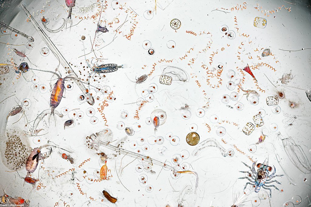 Amazing! The #ocean is full of tiny wonders. bit.ly/R4rSCz #natureisawesome