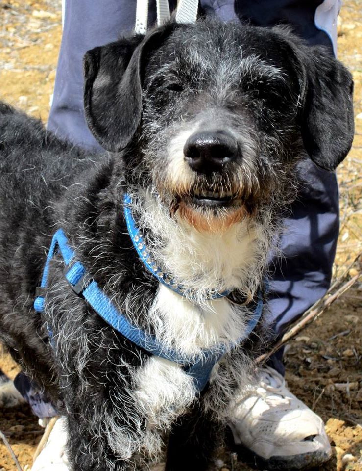 SOS Abuelos tweet media