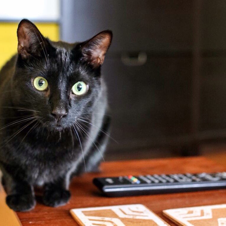 N2theTalkingCat's tweet photo. Does your cat like to watch tv like Bo does? #tv #tvjunkie #saturdaycartoons #tvfix #cute #n2catcrew https://t.co/3brXT7ScUB