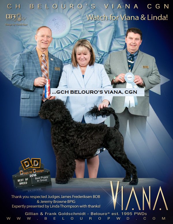 BelouroRegdPWDs's tweet photo. #VIANAthePWD #purposefullybred #Dogshow #portuguesewaterdogs #WincOnLine @CanDogFancier @Purebred_Dogs https://t.co/qBm8rYXrq1