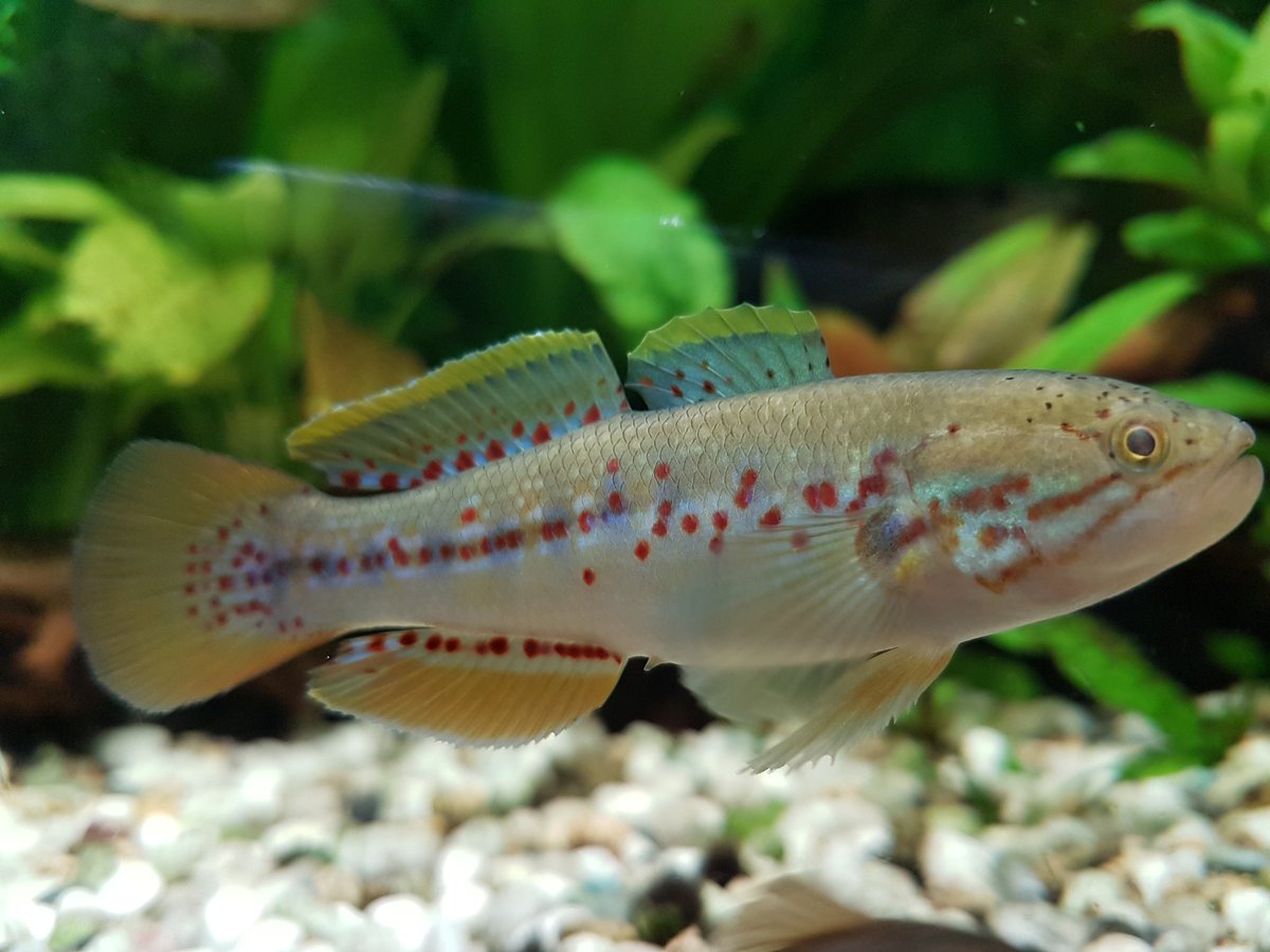 DiscoveryFish's tweet image. Gobio de agua dulce. Espécimen raro en nuestros acuarios.