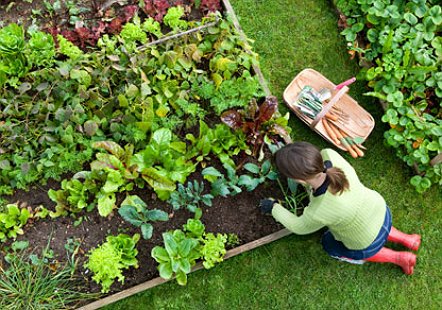 4 Natural Remedies to keep Pests out of the Garden via <a href="/KrazyCouponLady/">KrazyCouponLady</a> ow.ly/ZrJr7