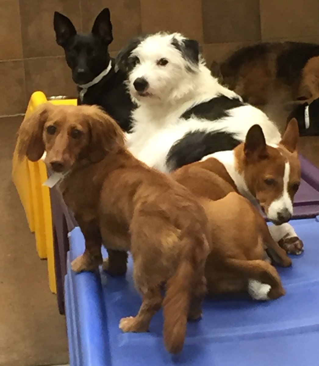 1582Petsmart's tweet photo. Best Friends!! ❤️🐾#CuddleTime #bestfriends @WeLoveYouBJAxo @robsmithbluejay https://t.co/XuwGLL00MN