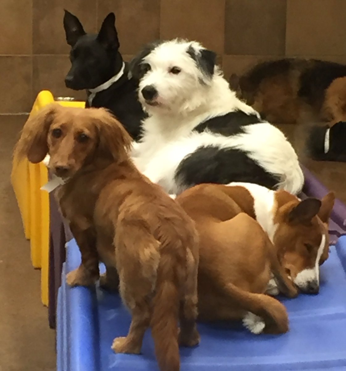 1582Petsmart's tweet photo. Best Friends!! ❤️🐾#CuddleTime #bestfriends @WeLoveYouBJAxo @robsmithbluejay https://t.co/XuwGLL00MN