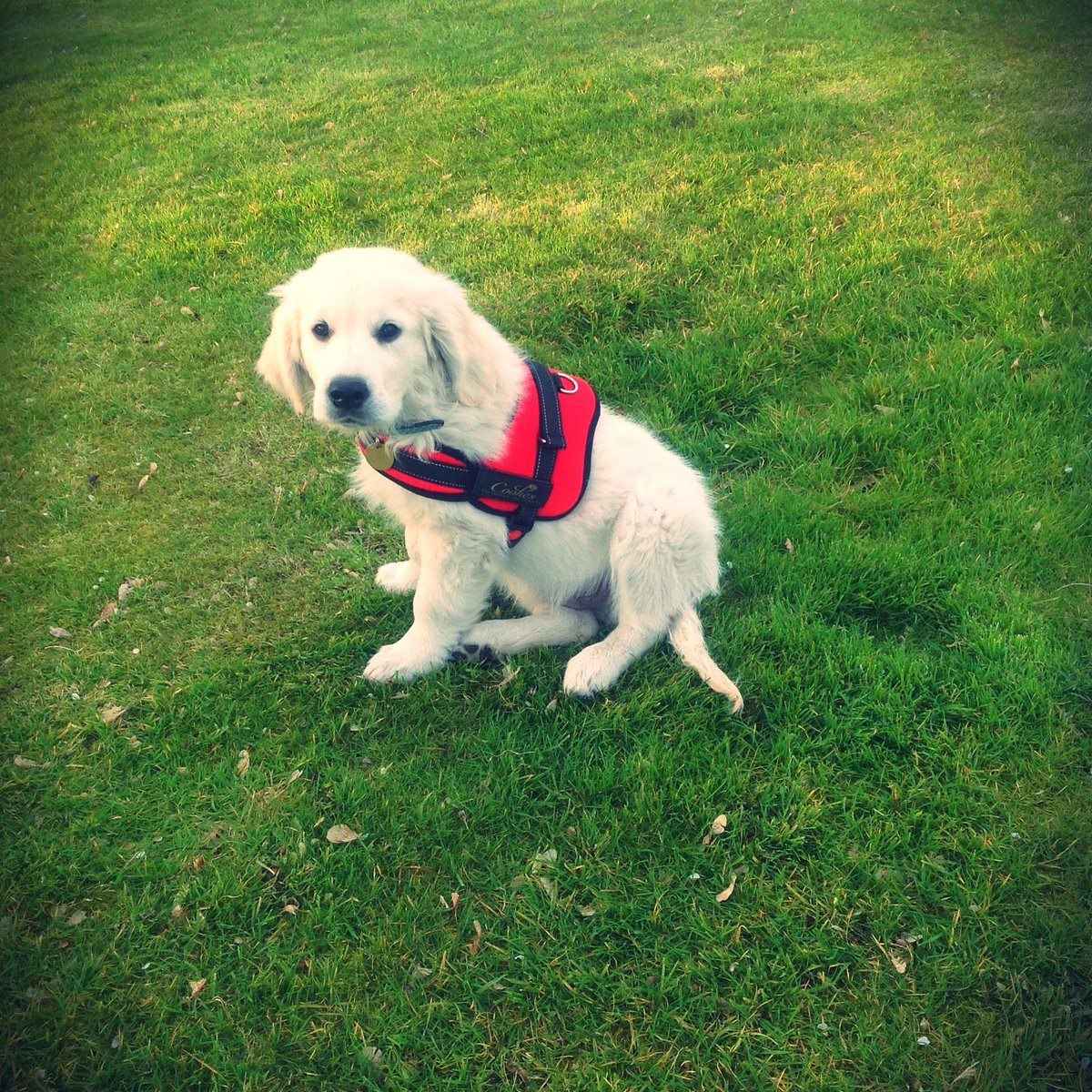 CookesPremDogs's tweet photo. Professional Harness // Rich Red // Part of our Lively Dog Range // Dropping soon. #dogsoftwitter #CookesDog https://t.co/EviJJKWIe3