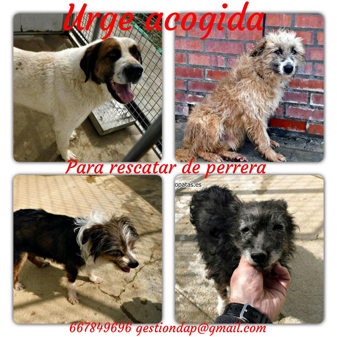 Defensa Animal Palentina tweet media