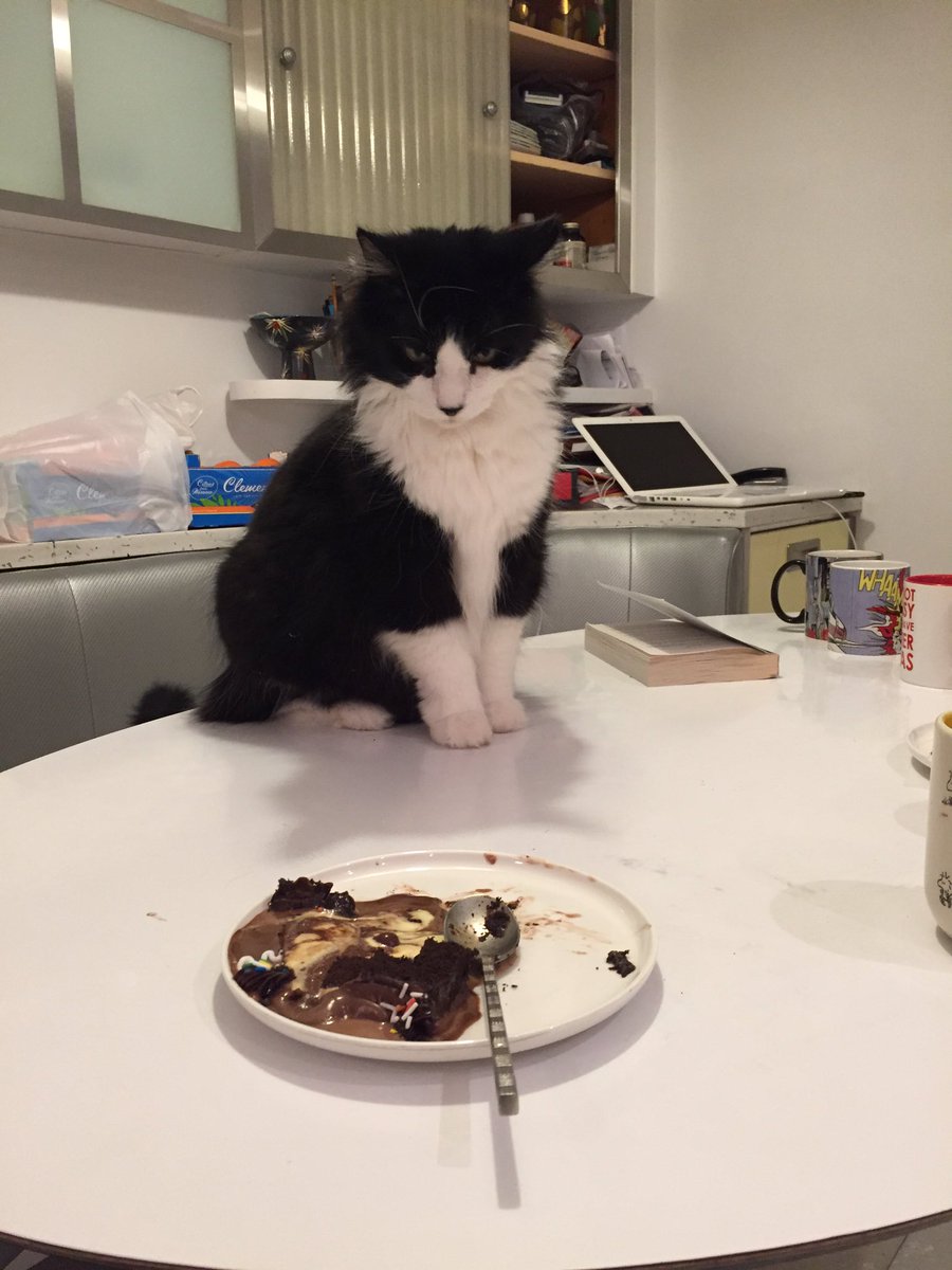 nirabel's tweet photo. @cox_tom @MYSADCAT my cat is sad cuz someone left the cake out in the rain https://t.co/8VghDKhWgT