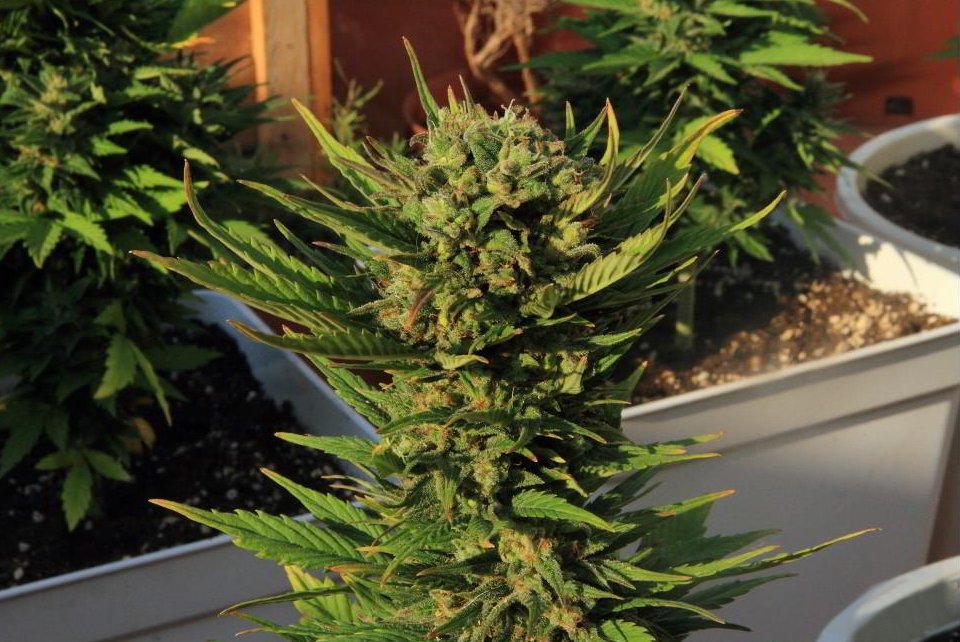 royalqueenseeds's tweet photo. Royal Bluematic outdoors https://t.co/S2bWfnHQhz