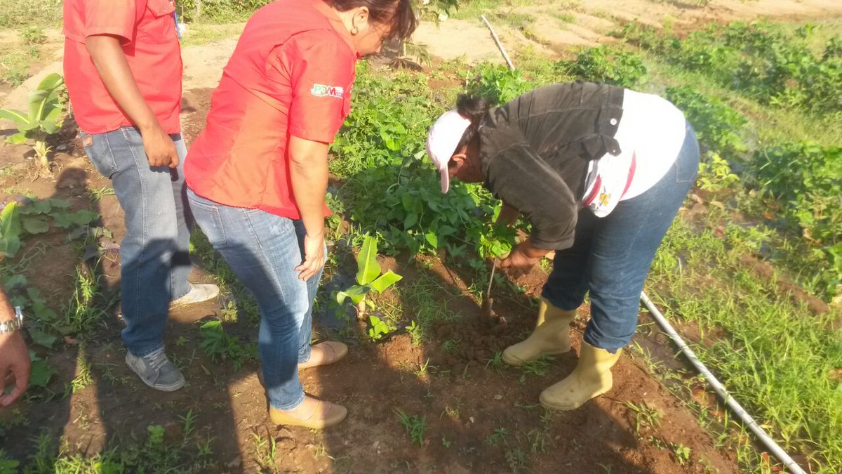 Milivilo's tweet photo. Casas de Alimentación de Anzoátegui genera espacios para la siembra de plantas de ají, pimentón @RMarcoTorres https://t.co/c6kI9P8NKS