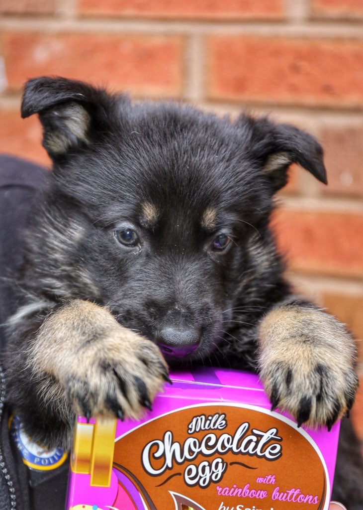 WMPDogs's tweet photo. Remember this Easter ! Chocolate is dangerous to dogs, please be careful https://t.co/dbTYnjOXV6