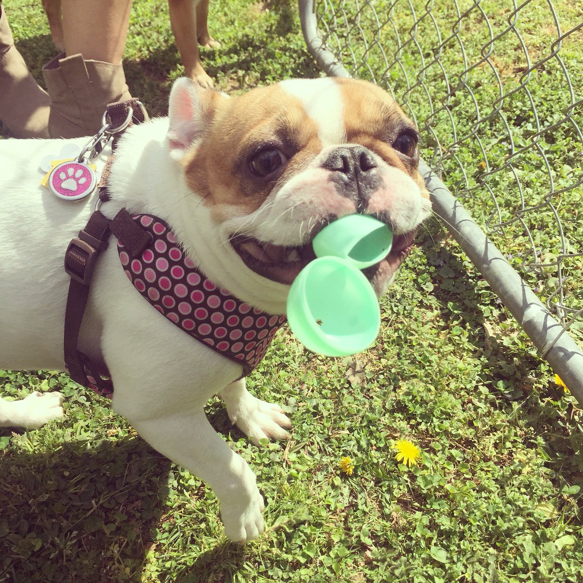 #SpringFling Easter egg hunt success! Planning the PAWfect PAWty on #TheDoggyDish on #PetLifeRadio! <a href="/PetLifeRadio/">PetLifeRadio.com</a>
