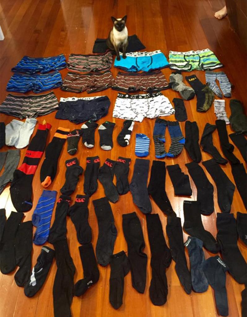 Meet the cat burglar who's obsessed with men's UNDIES thesun.uk/6018BgwDu