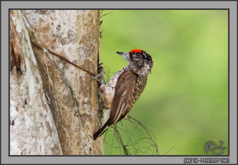 PeperPotNP's tweet photo. Did you know that the Guianan #Piculet is only to be found in #Suriname? Very often seen at #Peperpot Nature Park! https://t.co/694oQouxDs