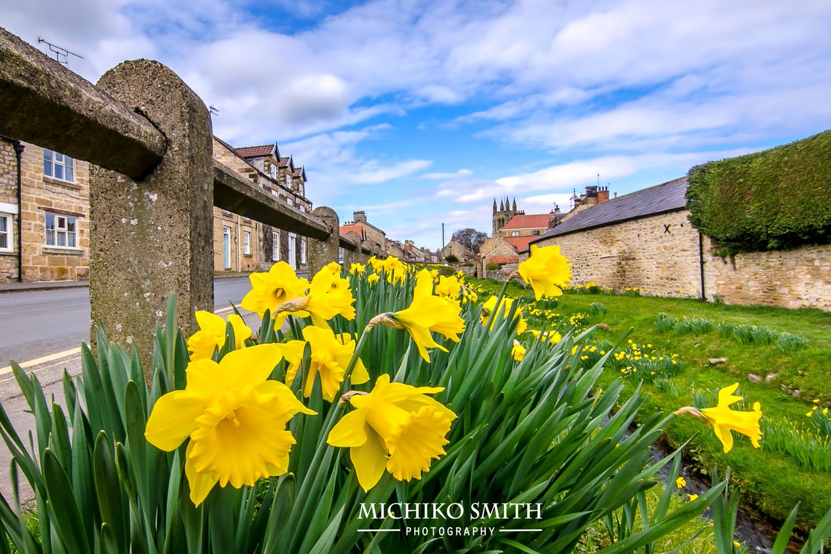 <a href="/Welcome2Yorks/">Welcome to Yorkshire</a> <a href="/Yorkshire_IP/">Yorkshire In Photos</a> <a href="/Yorkshire_Life/">Yorkshire Life</a> <a href="/VisitHelmsley/">VisitHelmsley</a> #Daffodils #Helmsley, North Yorks. #spring