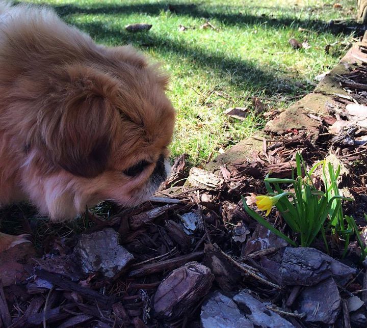 Teacup Dogs World on Twitter "Hey, look! A