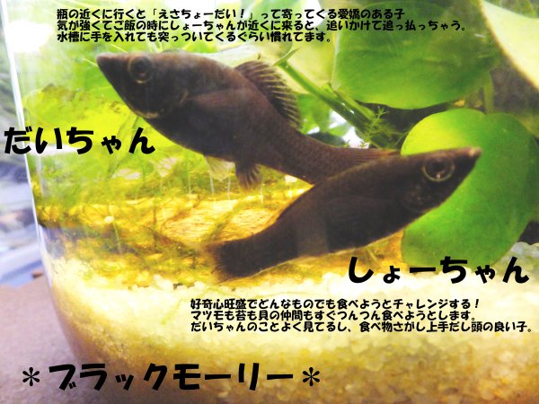 Kotone うちの水槽の子たち W 4リットルボトルでアクアリウムしてます ブラックモーリー ミナミヌマエビ 石巻貝 レッドラムズホーン ヒラマキミズマイマイ T Co Qwwrdfpijs Twitter Kotone うちの水槽の子たち W 4リットルボトルでアクアリウムしてます ブラックモーリー ミナミヌマエビ 石巻貝 レッドラムズホーン ヒラマキミズマイマイ T Co Qwwrdfpijs Twitter