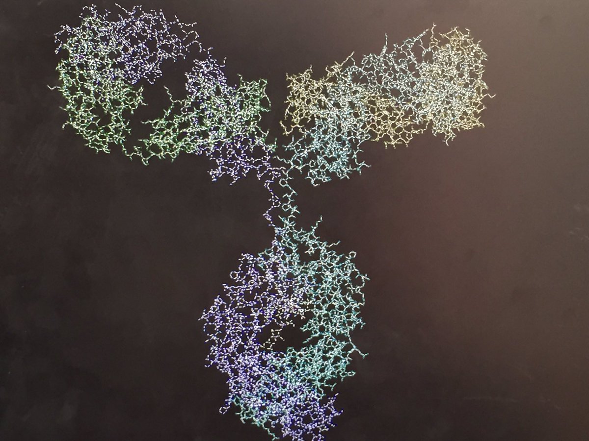 ANTOINEMASTER01's tweet photo. A quoi correspond ce modèle moléculaire ? #MemoTSVT #Immuno https://t.co/A3vSRmuJcB