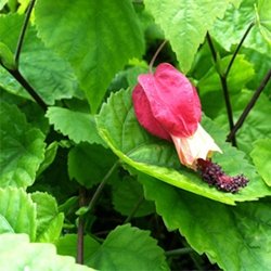 ePlantSource's tweet image. Abutilon megapotamicum: Works well in containers or in the ground.
hubs.ly/H02pqvt0 by @ePlantSource