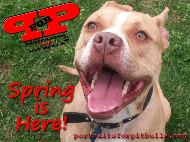 P_For_P's tweet image. #Spring is here! #Sunshine makes us #smile. What do your #dogs do in the #springtime? portraitsforpitbulls.org