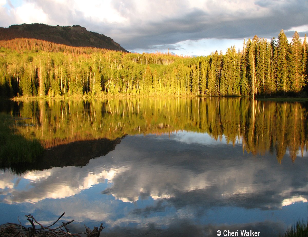 Defenders's tweet image. Happy #InternationalForestDay! #Forests occupy 1/3 of the Earth's land. More cool facts: dfnd.us/1RajIVo