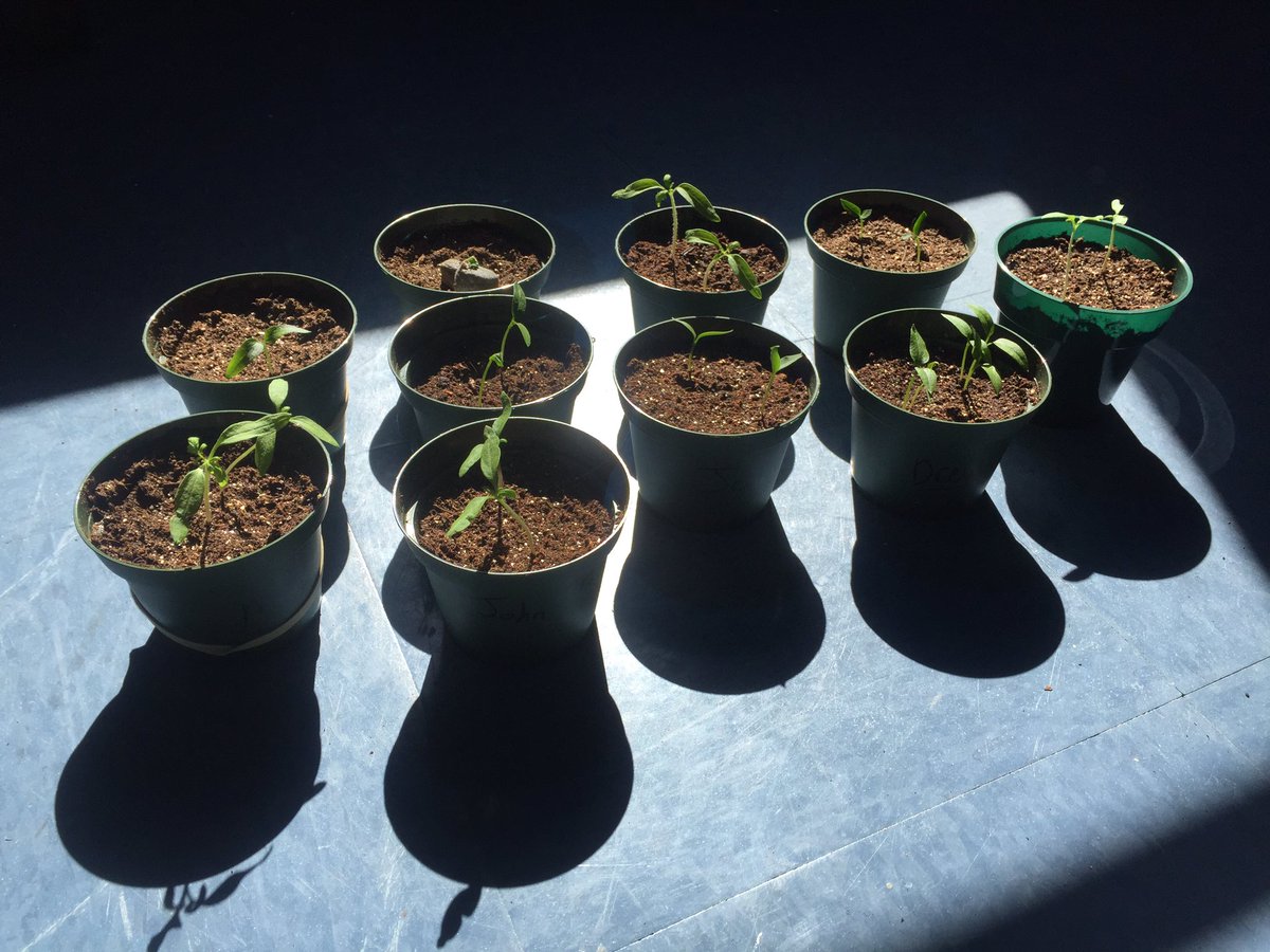 MariaAdmissions's tweet photo. Quick update on @MariaAdmissions' Office Garden! Happy Monday! #MariaCollege #AlbanyNY #Spring2016 #Garden https://t.co/p4M8uK9725