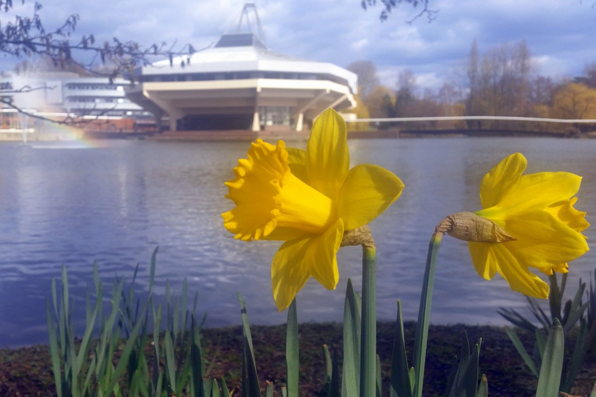 <a href="/Michiko_Smith/">Michiko Smith</a> <a href="/Welcome2Yorks/">Welcome to Yorkshire</a> <a href="/Yorkshire_IP/">Yorkshire In Photos</a> <a href="/Yorkshire_Life/">Yorkshire Life</a> daffodils on <a href="/UniOfYork/">University of York</a> campus as well #springishere