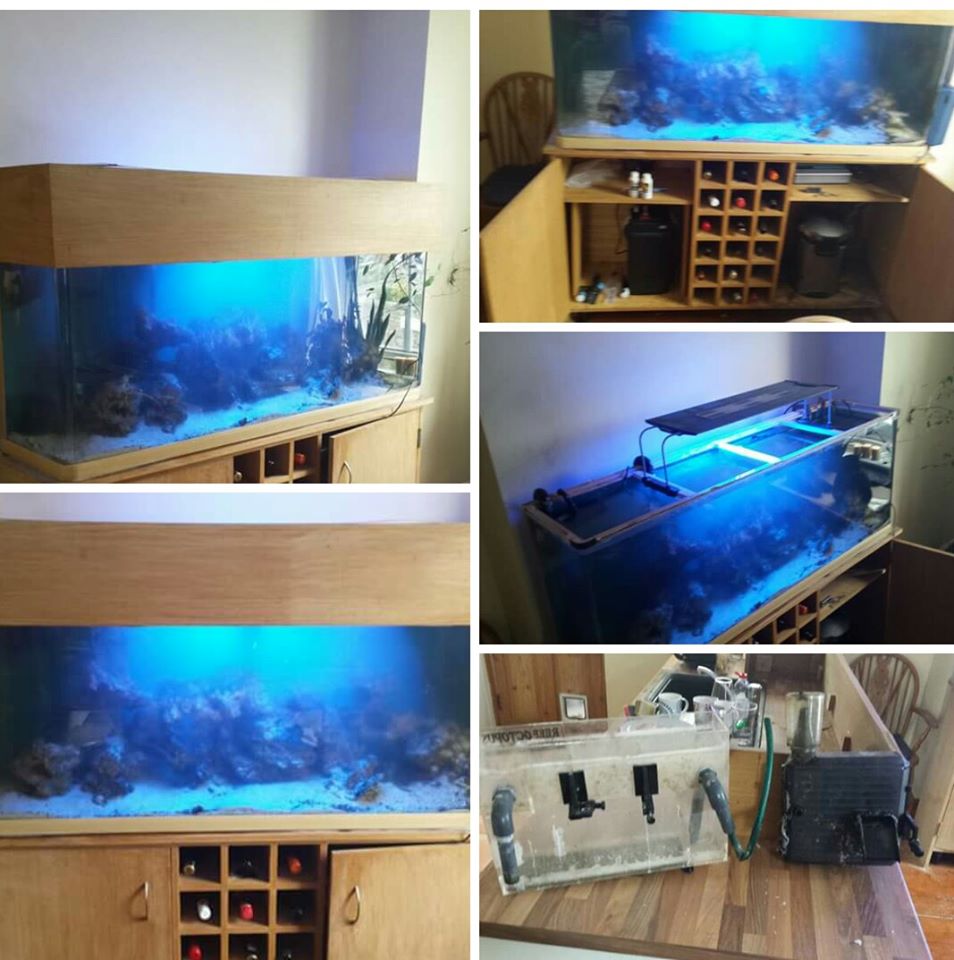 Alisa_hmc's tweet photo. FOR SALE #fish #fishtank #marinefish #fluval #tetratec #jecod #forsale #marinelife #liverock #boyu #pleaseRT #RT https://t.co/BOQrND2svq