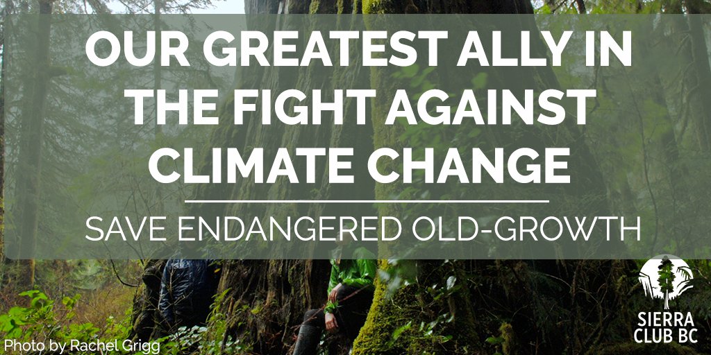 SierraClubBC's tweet photo. Happy International Forest Day to all those fighting to protect the lungs of the planet! #IntlForestDay https://t.co/mGkrvDGPRY
