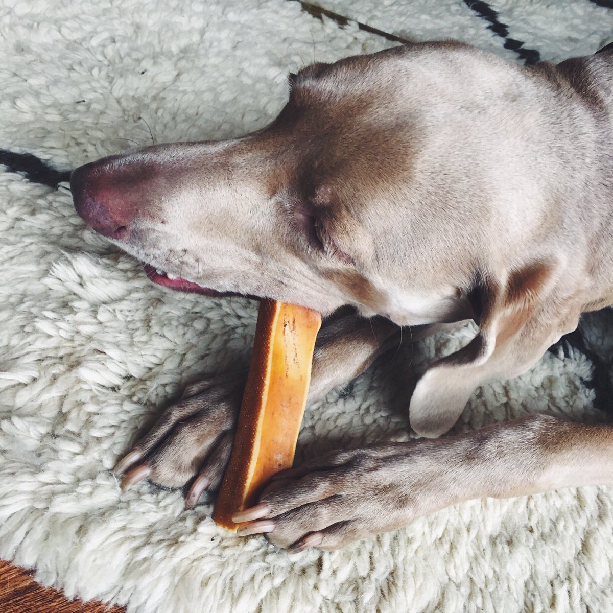 yak9chews1's tweet photo. Itβs Monday! Back on that daily dog grind πΆ #chewlife https://t.co/DAjSfVCJKw