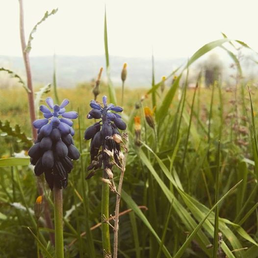 How does it feel to be an ant?Come ci si sente a essere una formica?
#welcomespring #benvenutaprimavera #biodynamic