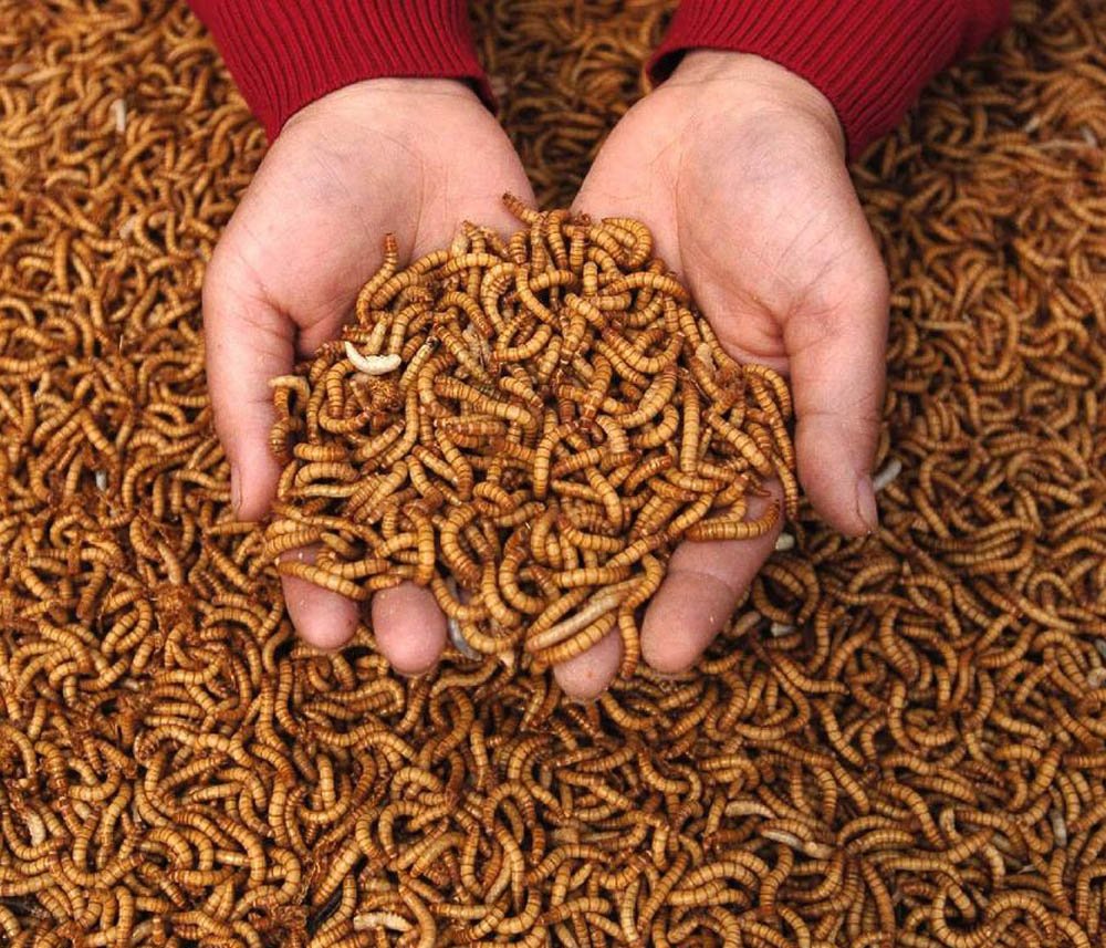 Insectéo tweet media