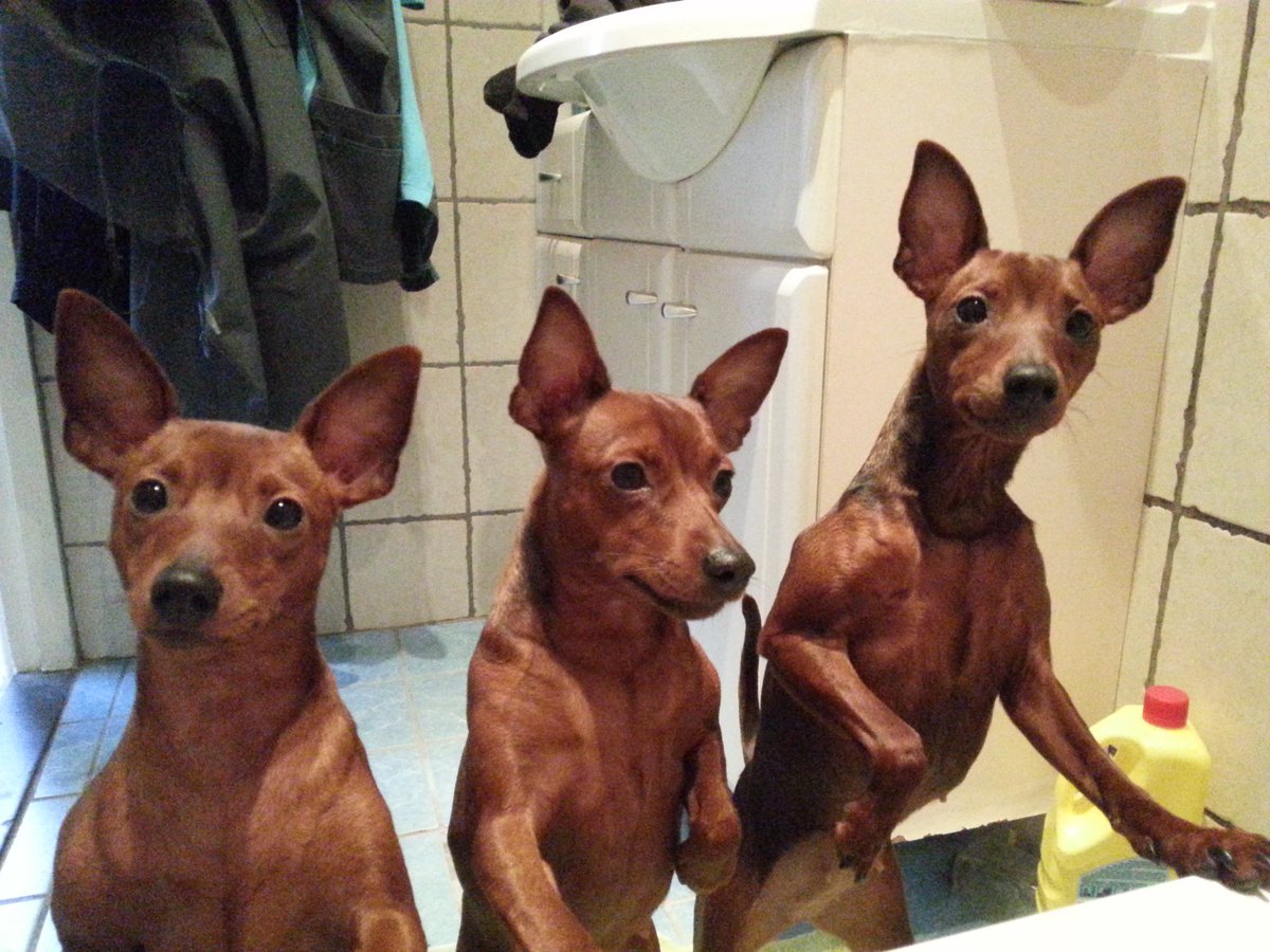 SurePetcare's tweet photo. These 3 chaps have access to their garden through their SureFlap pet door. They look like real characters! #SurePet https://t.co/f3yipXIhAG