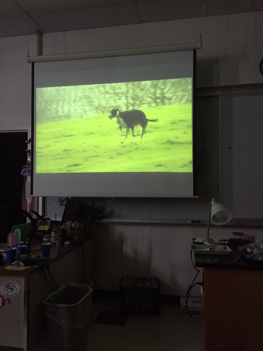 samph_lhs's tweet photo. There are more pet dogs on the planet than babies! #ballhr4 #halfbilliondogs @msstern_lhs https://t.co/BmhHsAdGx5