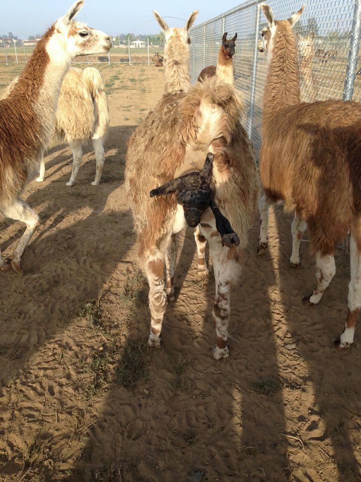 Exotic Meat Market tweet media