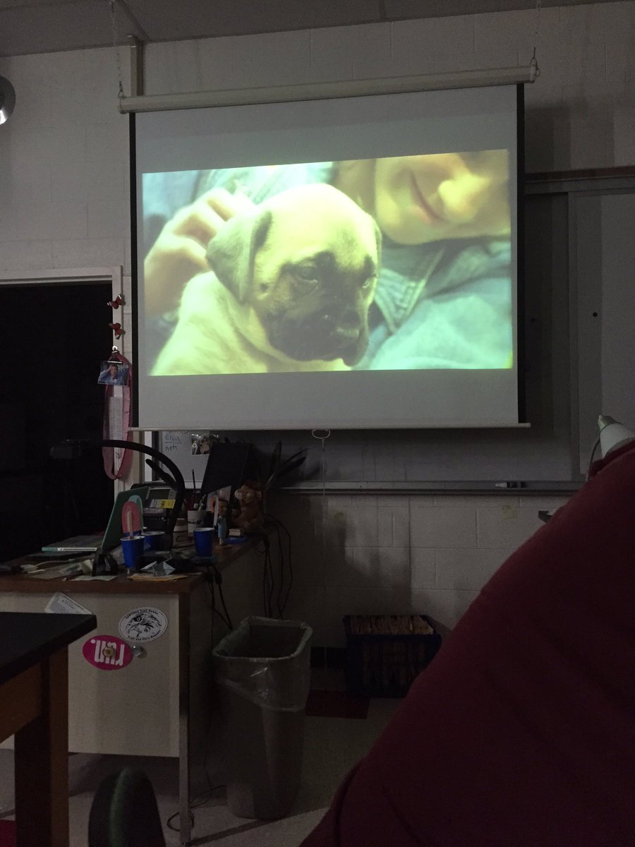 samph_lhs's tweet photo. Dogs look on the left side of human faces to read their emotions. @msstern_lhs https://t.co/BzoNgpgXJJ