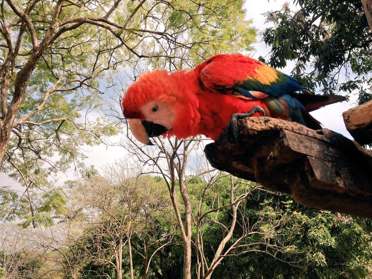 adrianarherrera's tweet photo. Una guacamaya bebé en el Parque del Este, donde vuelan a su antojo #Caracas https://t.co/RWpQxk1wCA