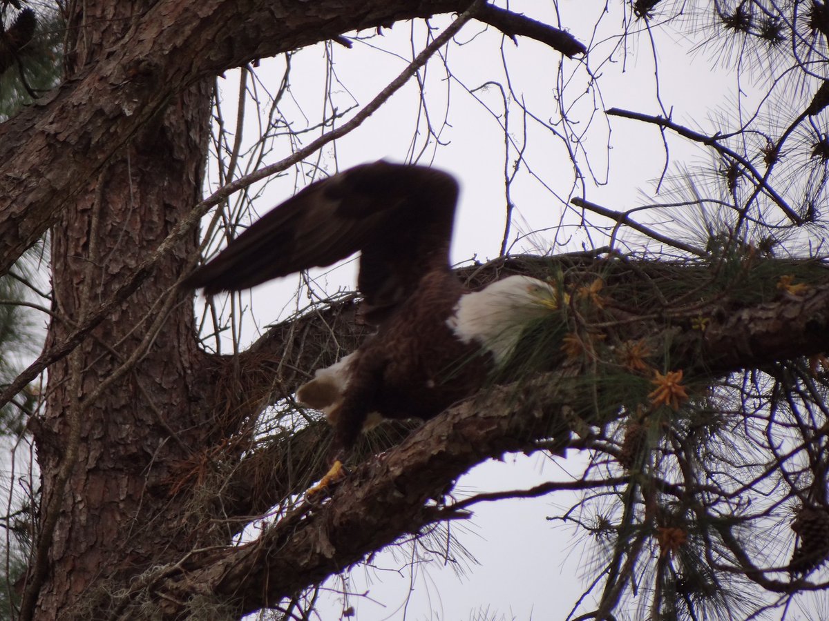 More images from our resident Bald Eagle! #FordPlantation #ExploreGeorgia #baldeagle