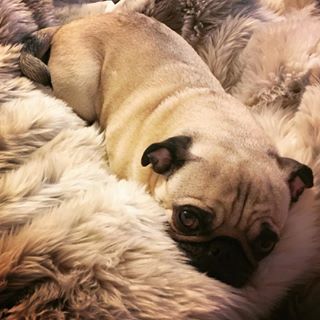 Joy_PhotoCam's tweet image. Sigh... #mondayblues #pug #fuzzyblanket findelight.net/puggie_detail.…