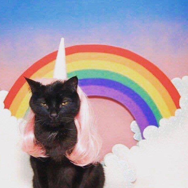 ParisInstagram's tweet photo. Happy Monday... #chachaclub #nightlife #paris #cats by chachaclubparis https://t.co/GpRn2CwZ5G https://t.co/zZKULJhaTA